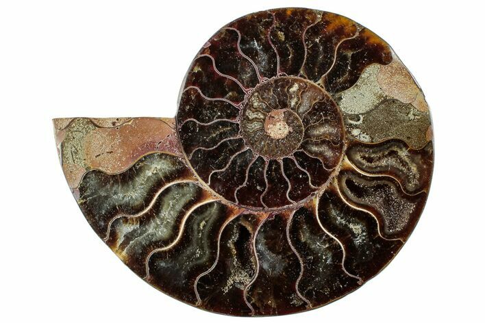 Cut & Polished Ammonite Fossil (Half) - Madagascar #296510